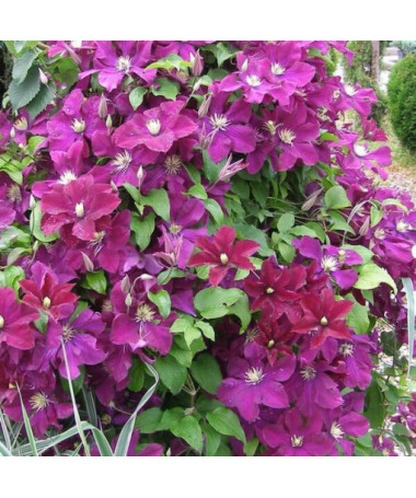Clematis Mazowsze (großblütig)  4L