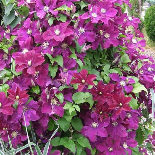 Clematis Mazowsze (großblütig)  4L
