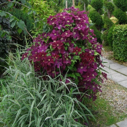 Clematis Mazowsze (großblütig)  4L
