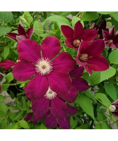 Clematis Mazowsze (großblütig)  2L