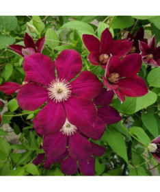 Clematis Mazowsze (großblütig)  2L