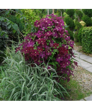 Clematis Mazowsze (großblütig)  2L