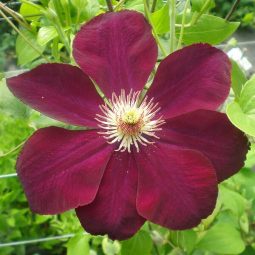 Clematis Mazowsze (großblütig)  2L