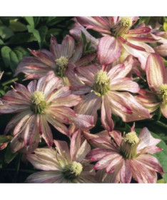 Clematis Montana Marjorie (Bergtyp), 4L Topf.