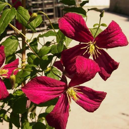 Clematis Madame Julia Correvon (viticella)  2L
