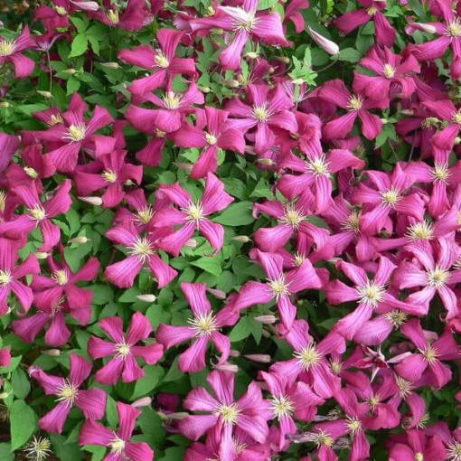 Clematis Madame Julia Correvon (viticella)  2L