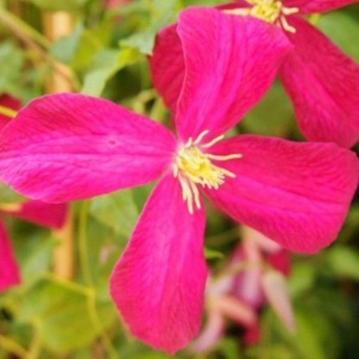 Clematis Madame Julia Correvon (viticella)  4L