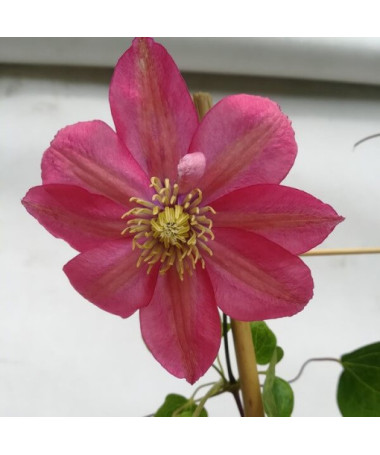 Clematis (großblütig) ‘Little Mermaid'  4L