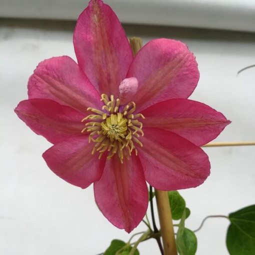 Clematis (großblütig) ‘Little Mermaid'  4L