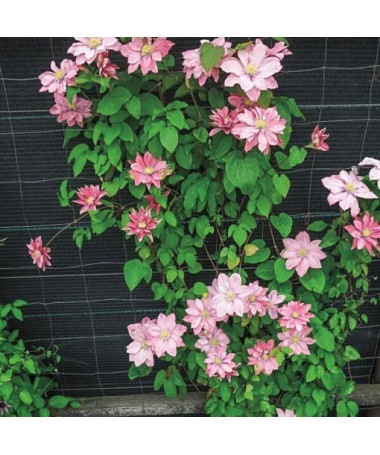 Clematis (großblütig) ‘Little Mermaid'  4L