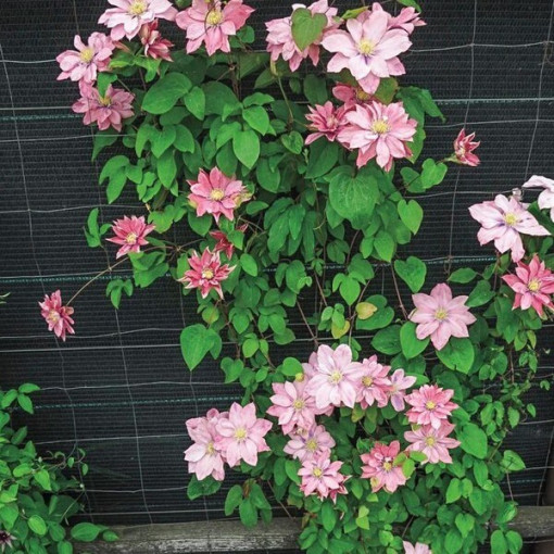Clematis (großblütig) ‘Little Mermaid'  4L