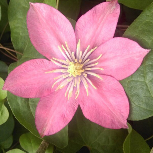 Clematis (großblütig) ‘Little Mermaid'  4L