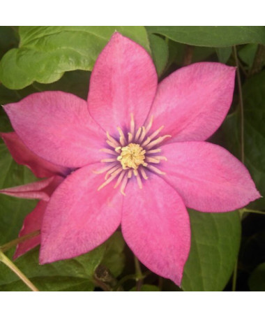 Clematis (großblütig) ‘Little Mermaid'  2L