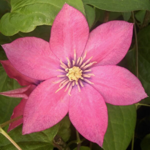 Clematis (großblütig) ‘Little Mermaid'  2L