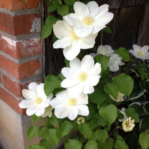 Clematis Lemon Chiffon (großblütig)  4L