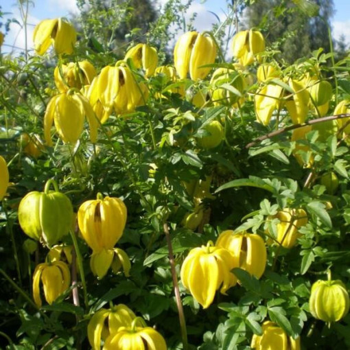 Botanischer Clematis 'Bill Mackenzie', 4L Topf.