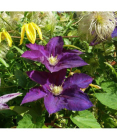 Clematis Lady Betty Balfour (großblütig)  2L