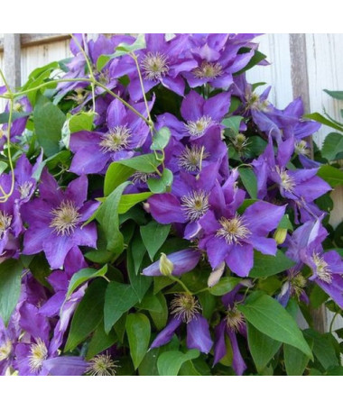 Clematis Lady Betty Balfour (großblütig)  2L