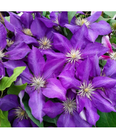 Clematis Lady Betty Balfour (großblütig)  4L