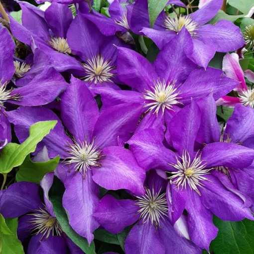 Clematis Lady Betty Balfour (großblütig)  4L