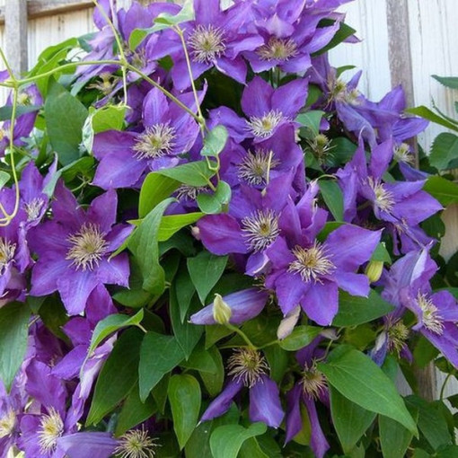 Clematis Lady Betty Balfour (großblütig)  4L
