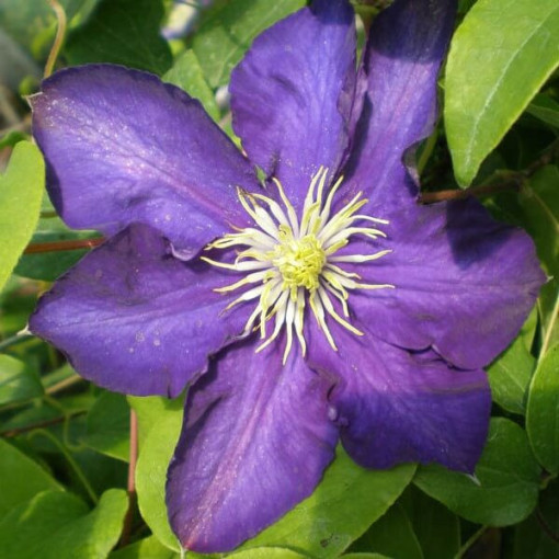 Clematis Lady Betty Balfour (großblütig)  4L
