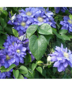 Clematis Kiri Te Kanawa (großblütig) GEFÜLLT  4L