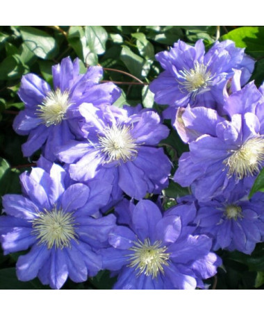 Clematis Kiri Te Kanawa (großblütig) GEFÜLLT  4L