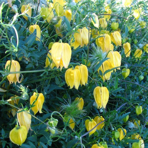Botanischer Clematis 'Bill Mackenzie', 4L Topf.