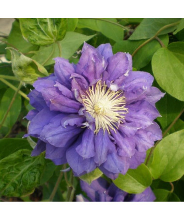 Clematis Kiri Te Kanawa (großblütig) GEFÜLLT  2L