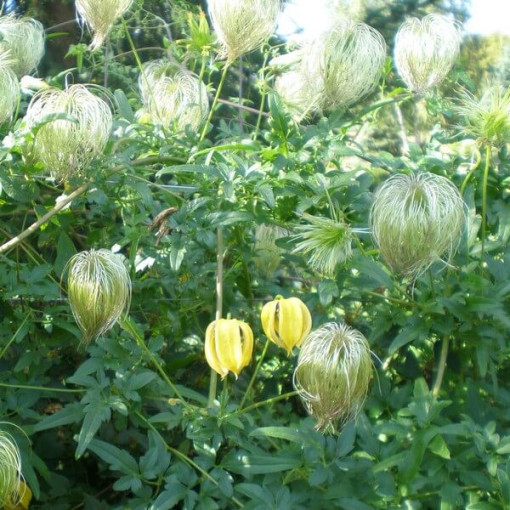 Botanischer Clematis 'Bill Mackenzie', 4L Topf.