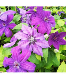 Clematis Kacper (großblütig)  2L