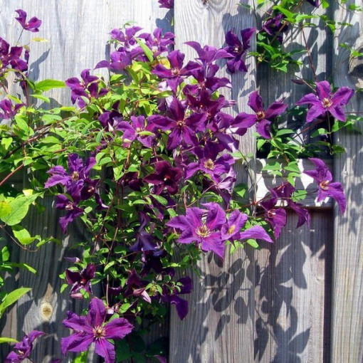 Clematis Kacper (großblütig)  2L