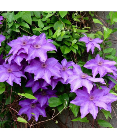 Clematis Kacper (großblumig)  4L
