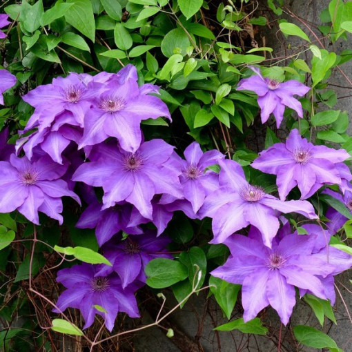 Clematis Kacper (großblumig)  4L