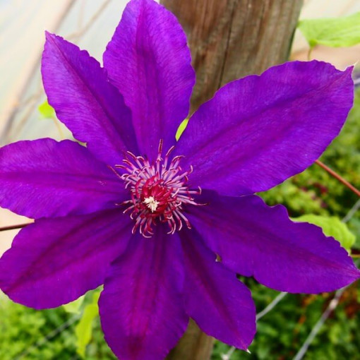 Clematis Kacper (großblumig)  4L