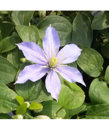 Clematis Justa (großblütig)  2L