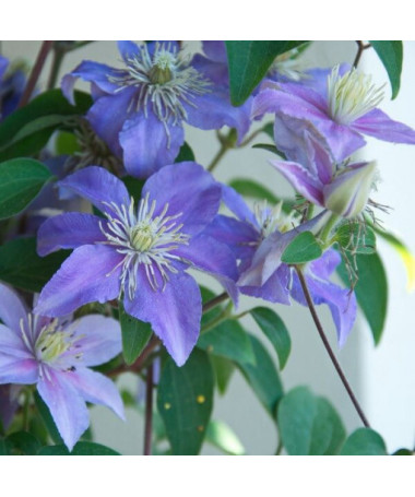 Clematis Justa (großblütig)  2L