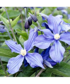 Clematis Justa (großblütig)  4L