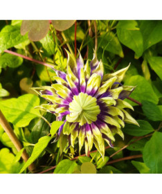 Clematis 'Coco Lovers' Topf. 4L