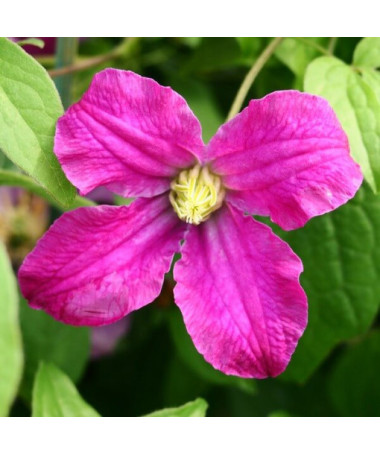 Clematis ‘Inspiration Zoin®' (staudenclematis)  4L