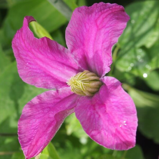 Clematis ‘Inspiration Zoin®' (staudenclematis)  4L