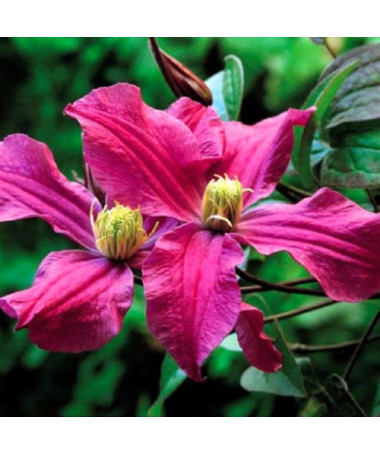 Clematis ‘Inspiration Zoin®' (staudenclematis)  2L
