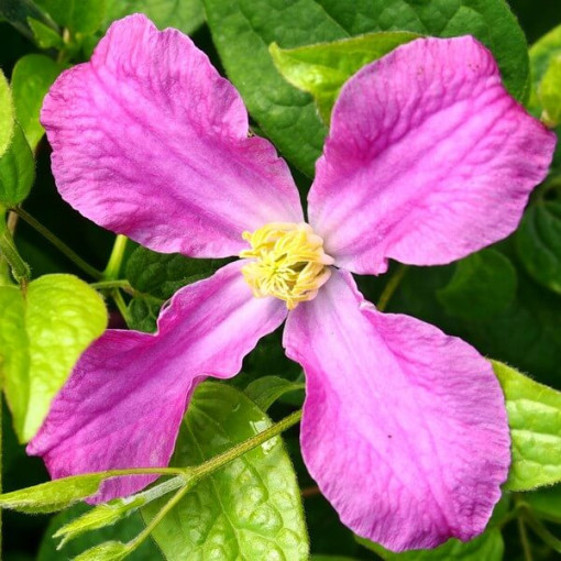 Clematis ‘Inspiration Zoin®' (staudenclematis)  2L