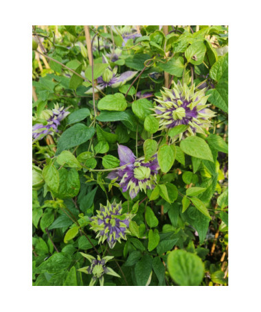Clematis 'Coco Lovers' Topf. 4L