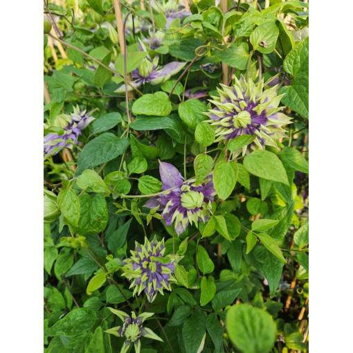 Clematis 'Coco Lovers' Topf. 4L