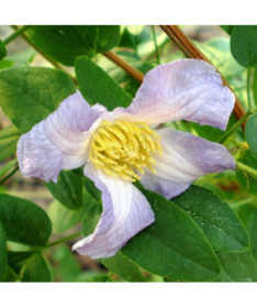 Clematis Hanna (viticella)  2L