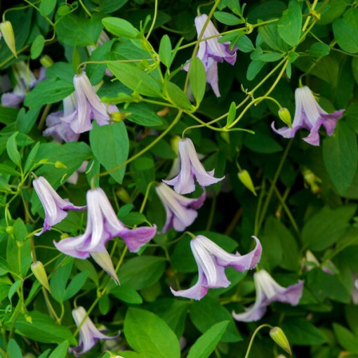 Clematis Hanna (viticella)  2L