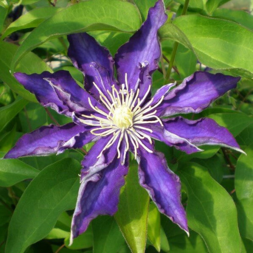 Clematis Hakuookan (großblütig)  2L