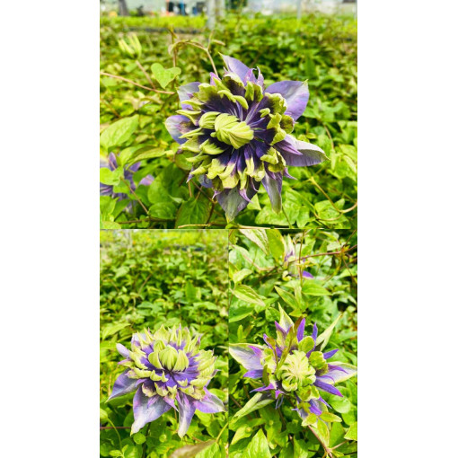 Clematis 'Coco Lovers' Topf. 4L